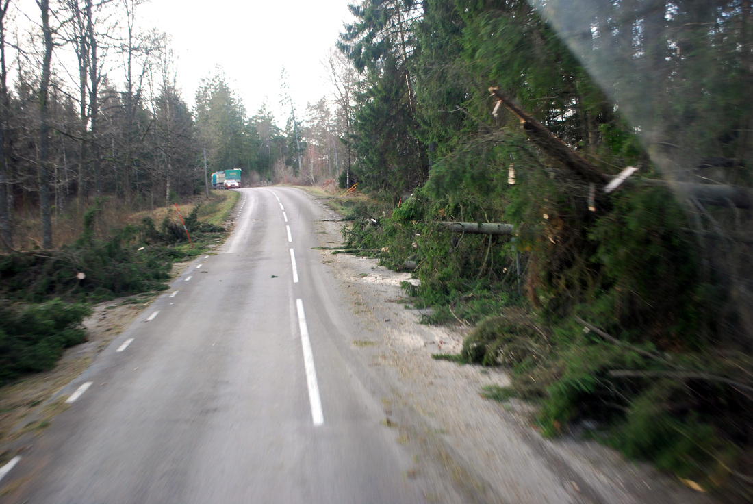 Storm med nerblåsta träd över vägen